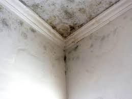 Mold Remediation for Vacation Homes in Nicoma Park, OK